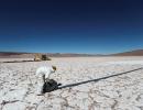 Why India Is Buying 5 Argentine Lithium Mines