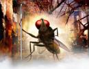 First Look: S S Rajamouli's Eega