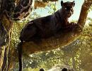 Review: The Jungle Book is an instant classic