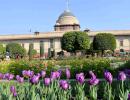 10,000 Tulips, 135 types of roses... Welcome to the Mughal Gardens