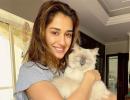 Met Disha and Alia's pets?