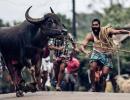 What sending Jallikattu to the Oscars means