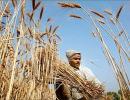 Bihar farmers refuse to cut their crop prematurely for PM's function