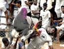 VOTE! Should the ban on Jallikattu be lifted?