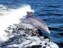 Dolphin, India's national aquatic animal