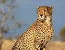 Cheetah to make comeback to India's grasslands