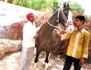 The saddle-maker who breeds horses