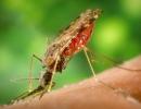 FAQ: All that you need to know about Malaria