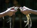 Frog wedding in Varanasi to woo rain gods