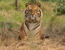 Forests to use DNA fingerprinting for tiger census