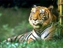 There are only 1,411 Tigers left in India