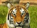 In 2 years, Maharashtra lost 120 tigers