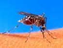 Dengue fever: What you MUST know