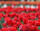 In PHOTOS: Kashmir's scintillating tulip garden