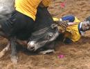 In PHOTOS: Tamil Nadu's dangerous bull-taming fest