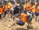 28 arrested for holding Jallikattu despite SC ban