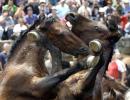 In PHOTOS: Horse wrestling in Spain