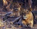 Don't take selfie with lions: Guj forest dept tells tourists