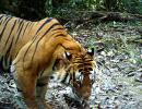 PIX: Camera traps capture tiger in Namdapha Reserve