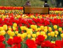 PHOTOS: IRRESISTIBLE tulips, Kashmir's latest pull