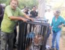 IN PHOTOS: Prowling tiger TRAPPED near Lucknow