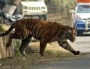 SC extends ban on tourism in core areas of tiger reserves