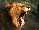 13 lions enmeshed near Gir Wildlife Sanctuary