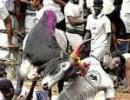 Supreme Court declines to stay Jallikattu