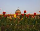 MUST SEE: President's regal garden in full bloom!