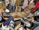 Leopard strays inside Guwahati, captured after three hours