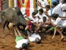 Jallikattu will be held next year if DMK comes to power, assures Karunanidhi