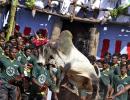 Tamil Nadu's controversial Jallikattu is back after Centre lifts ban