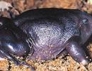 India's purple frog grabs attention ahead of Rio summit