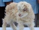 In PHOTOS: The world's first cloned pashmina goat