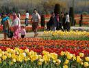 PHOTOS: A flowery delight at Srinagar tulip garden