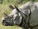 39 rhinos killed in 10 months in Kaziranga Park