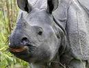 Kaziranga staff gets self-loading rifles to fight poachers