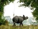 Kaziranga, Orang national parks to open on Nov 1