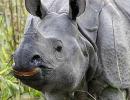 115 rhinos killed in Assam in 10 years!