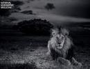 In PHOTOS: The majestic Serengeti lion