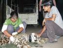 Living with leopards in Incredible India