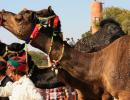 PHOTOS: Bikaner's camels get a buzz cut for festival