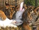 Amazing PIX! Rabbits have tiger cubs as playmates