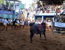 PIX: Cowboys, bulls and tamers rock TN's Jallikattu!