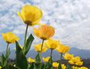 In PHOTOS: Inside Kashmir's breathtaking tulip garden