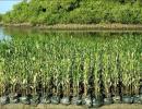 Bihar to plant 10 crore saplings to increase green cover