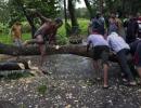 Odisha lost 26 lakh trees after cyclone Phailin!