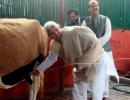 Fodder for scam: Lalu and his cows