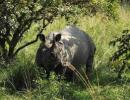 Poachers have hunted down 193 rhinos since 2001 in Assam