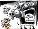 Uttam's Take: The AAM buffaloes of Uttar Pradesh